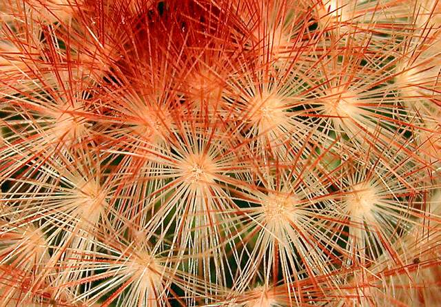 Mammillaria carmenae var. brunispina (2).jpg